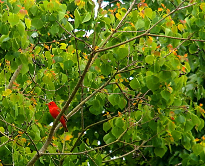 [This mostly red bird provides distinct contrast against the green leaves of the tree and the branch on which it perches.]